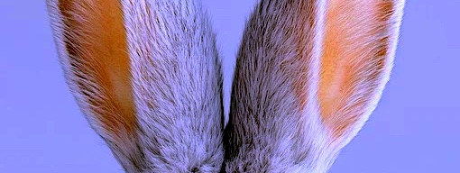 Recomendação da Sexta: